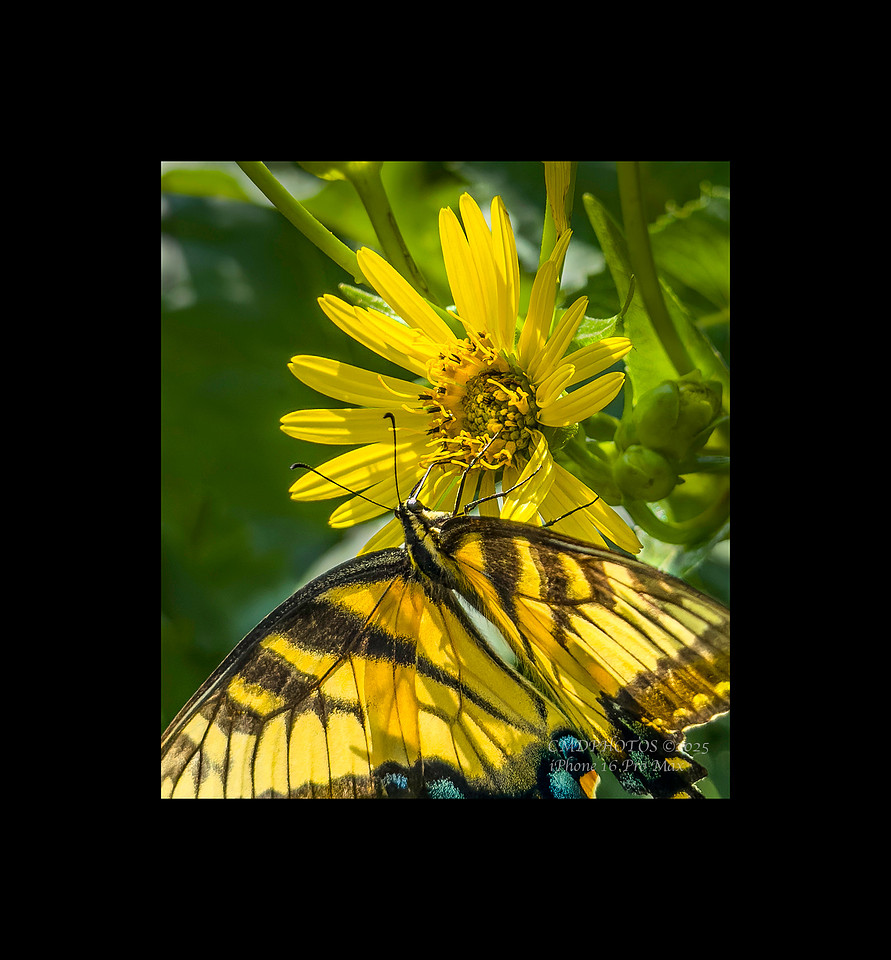 The Good Side of Pollen