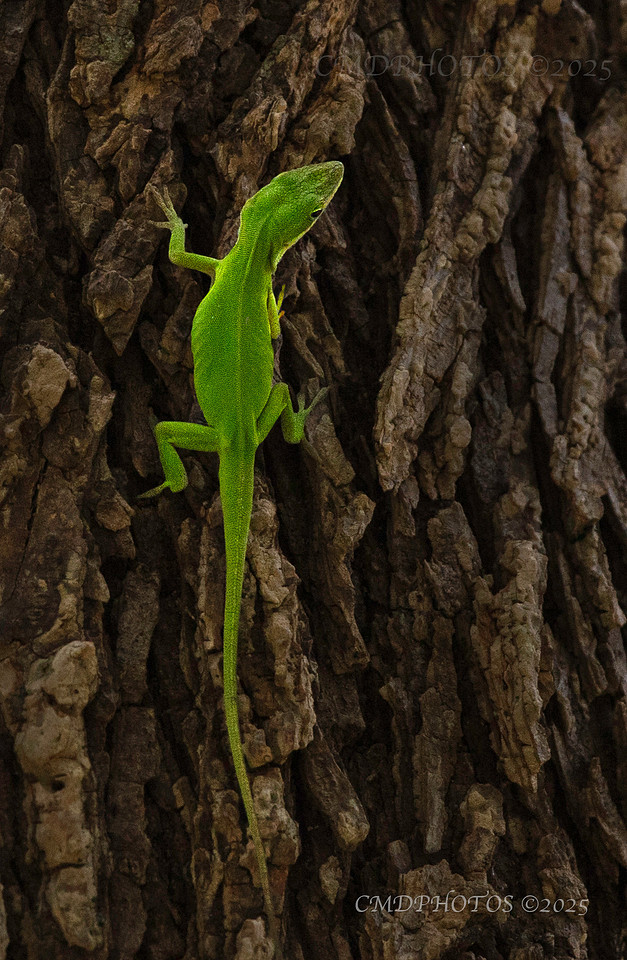 Leapin Lizards