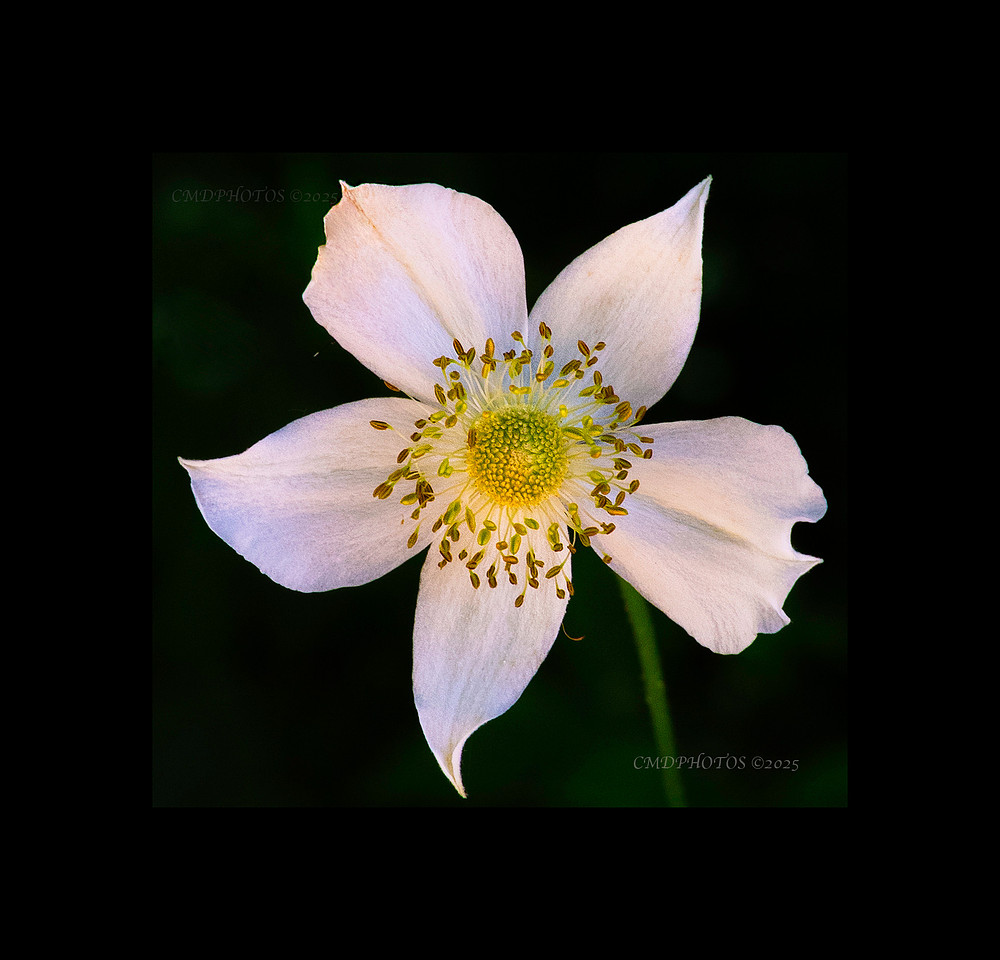 Radiance