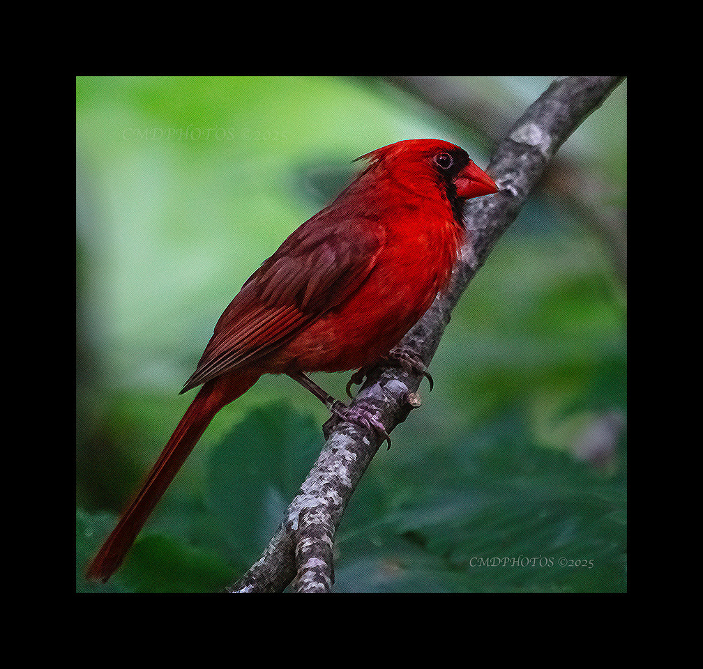 Canvas Cardinal