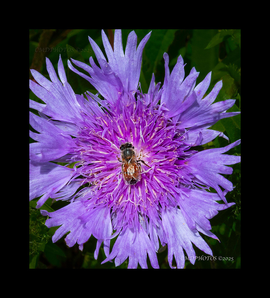 The Bee and the Ant