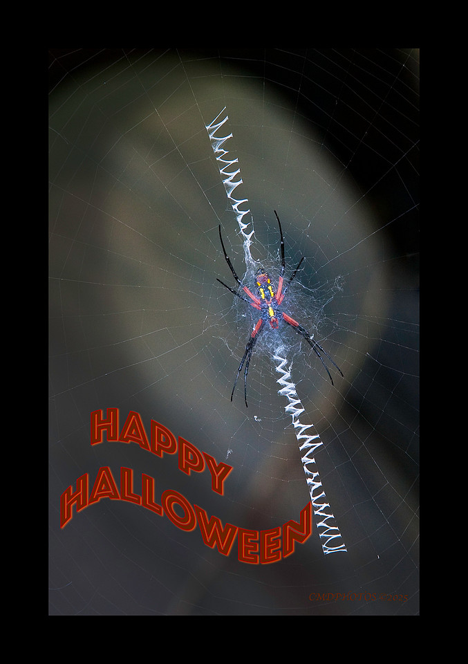 Happy Halloween