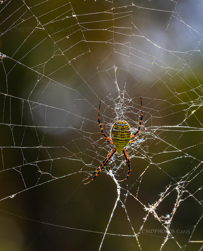 Argiope aurantia