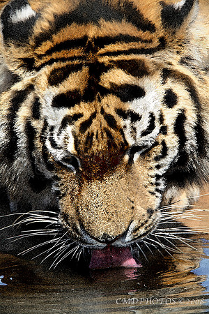 Bengal Tiger Artistic Rendering