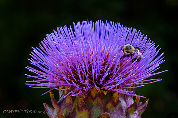 Artichoke Flower Pollination