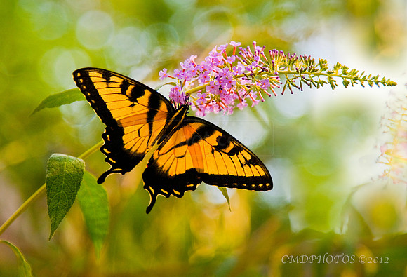 Two Tailed Swallowtail Butterfly