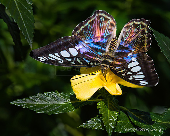 Butterfly On Yellow