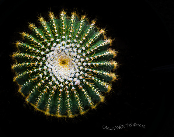 Cactus in the Round