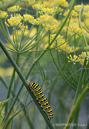 Caterpillar in Yellow