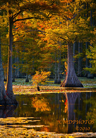 Golden Marsh