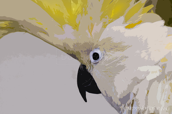 Cockatoo Design