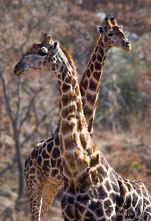 South Africa Giraffes