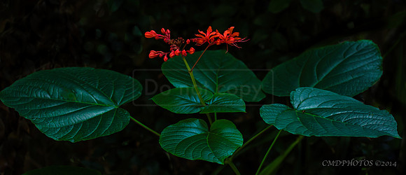 Tropical Flowers