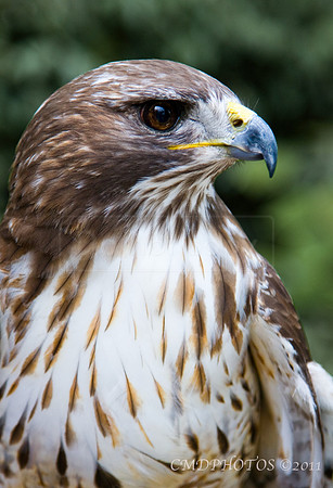 Falcon