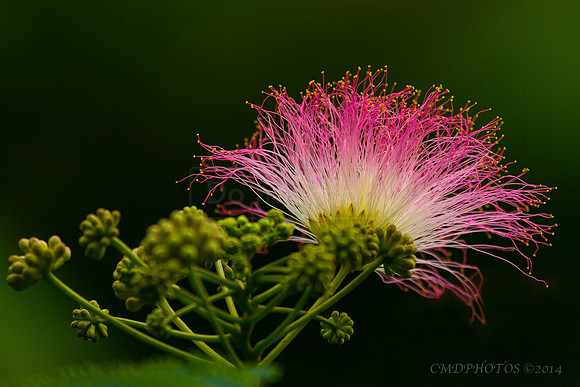 Mimosa Flower