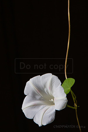Morning Glory
