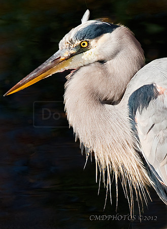 Blue Heron