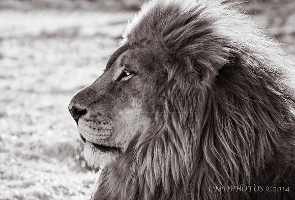 Mane King