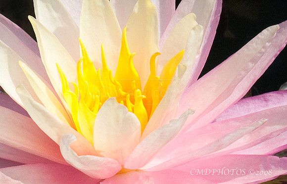 Water Lilly 1