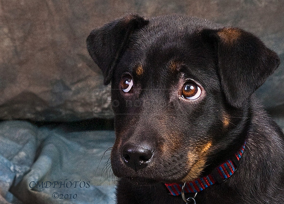 Puppy Photography