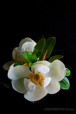 Rhododendron Flower