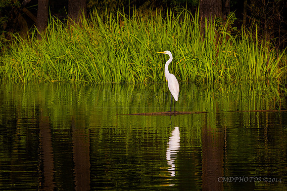 Great White Egret