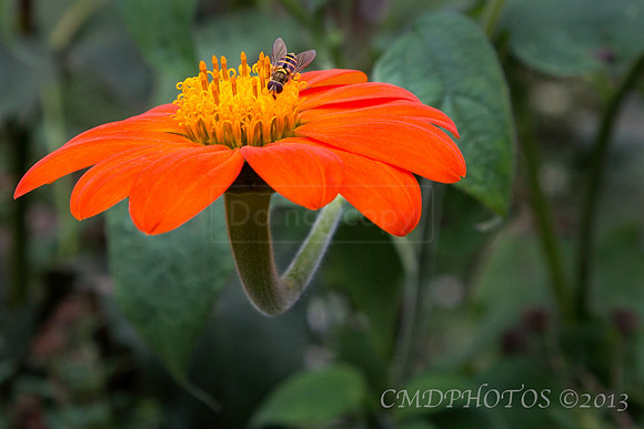 Pollination