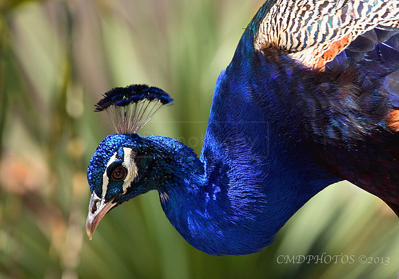 Peacock