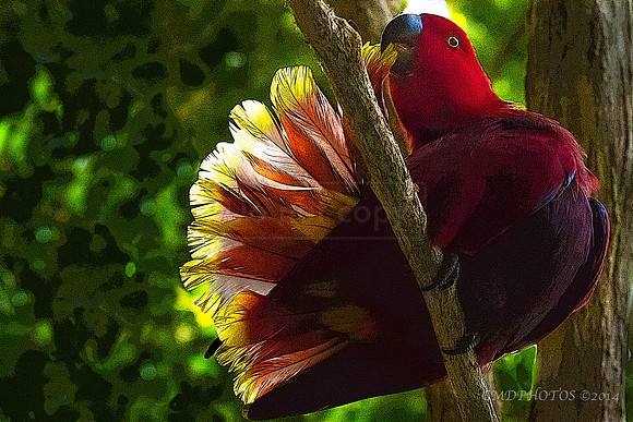 Preening