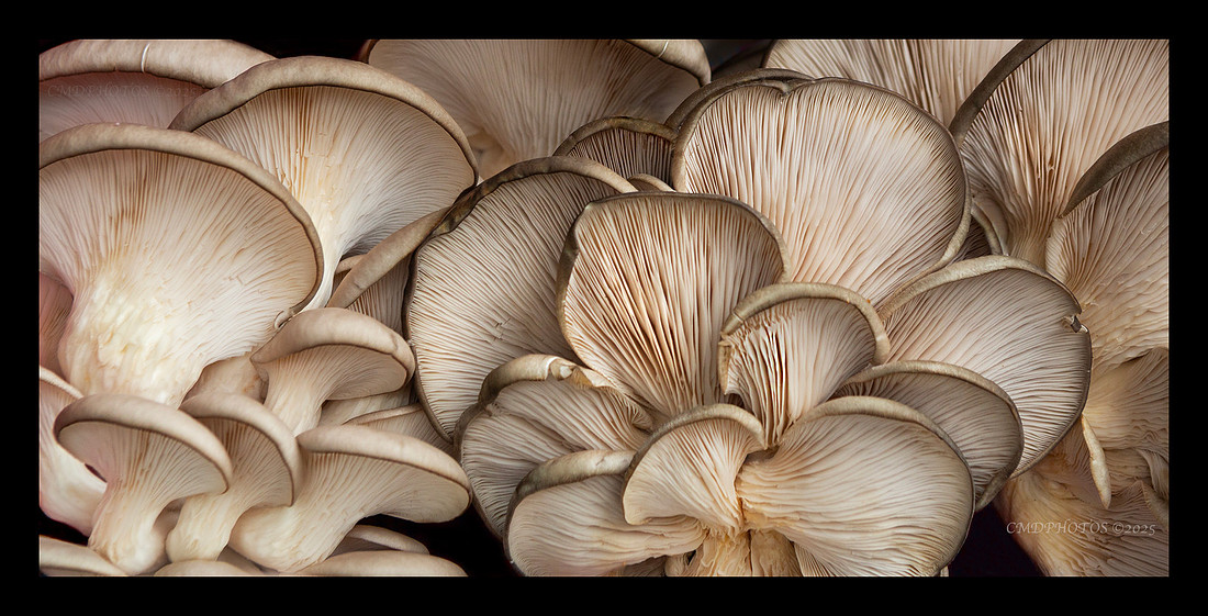 Sensual Shroom