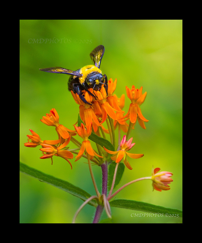 BB Orange Flower