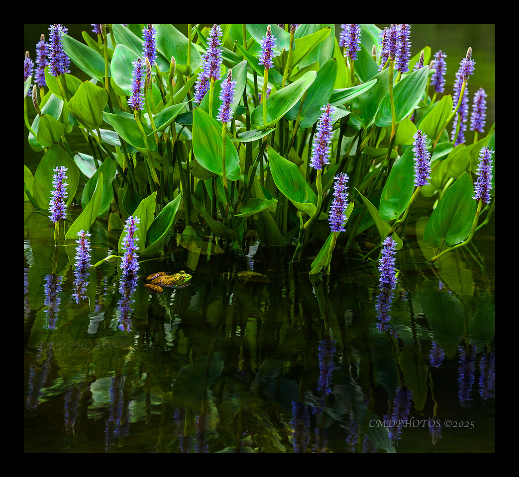 Spiked Reflections