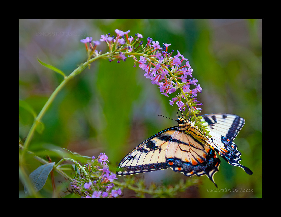 Butterfly Arch