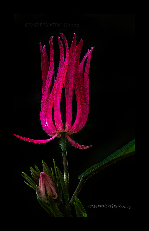 Anemoflower