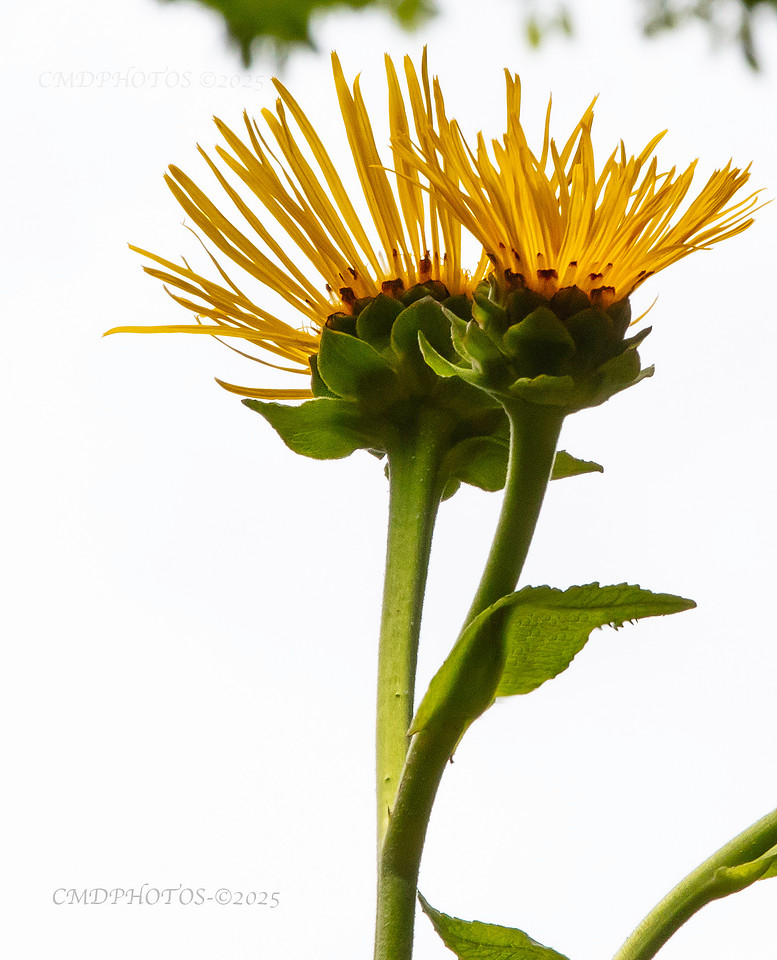 Face Flower