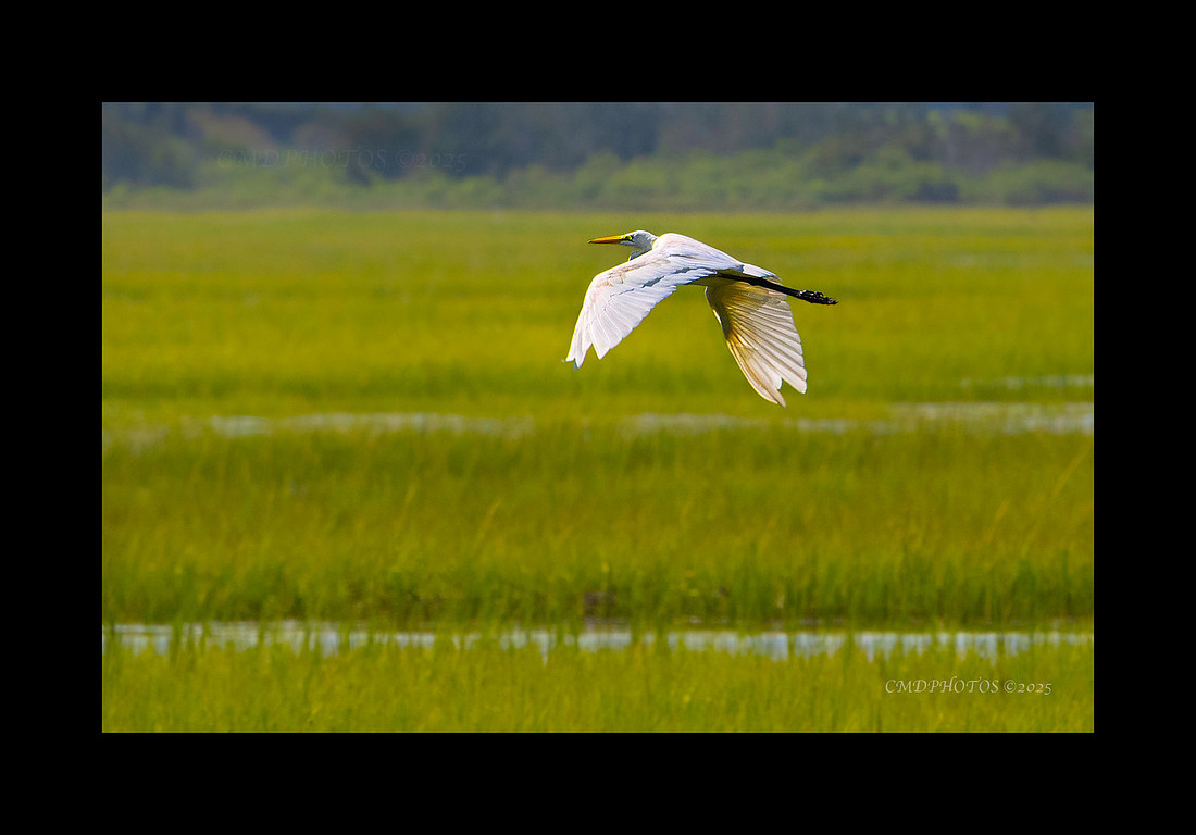White Over Green