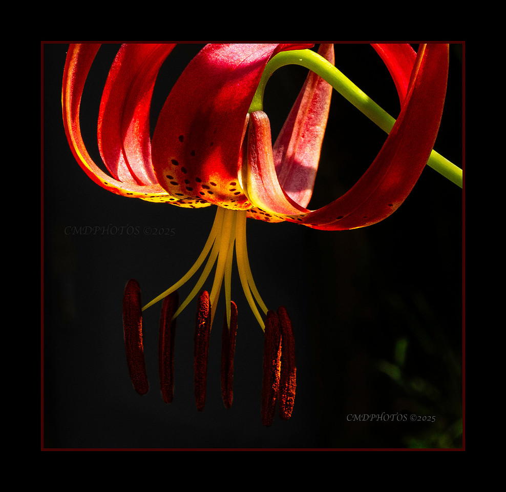 Lily Light