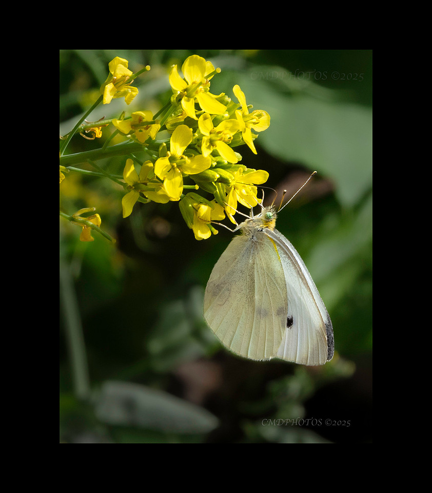 Cabbage White Butterfly