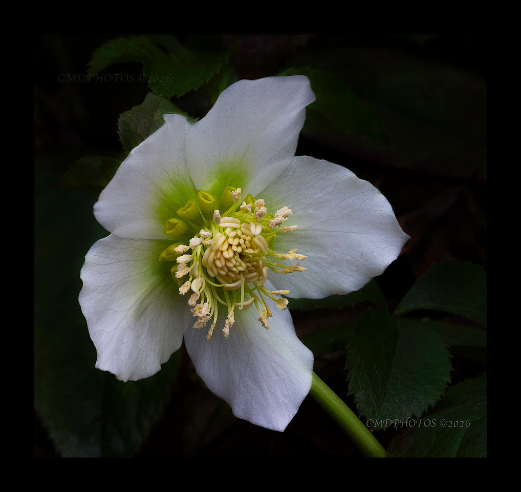 May Apple in February
