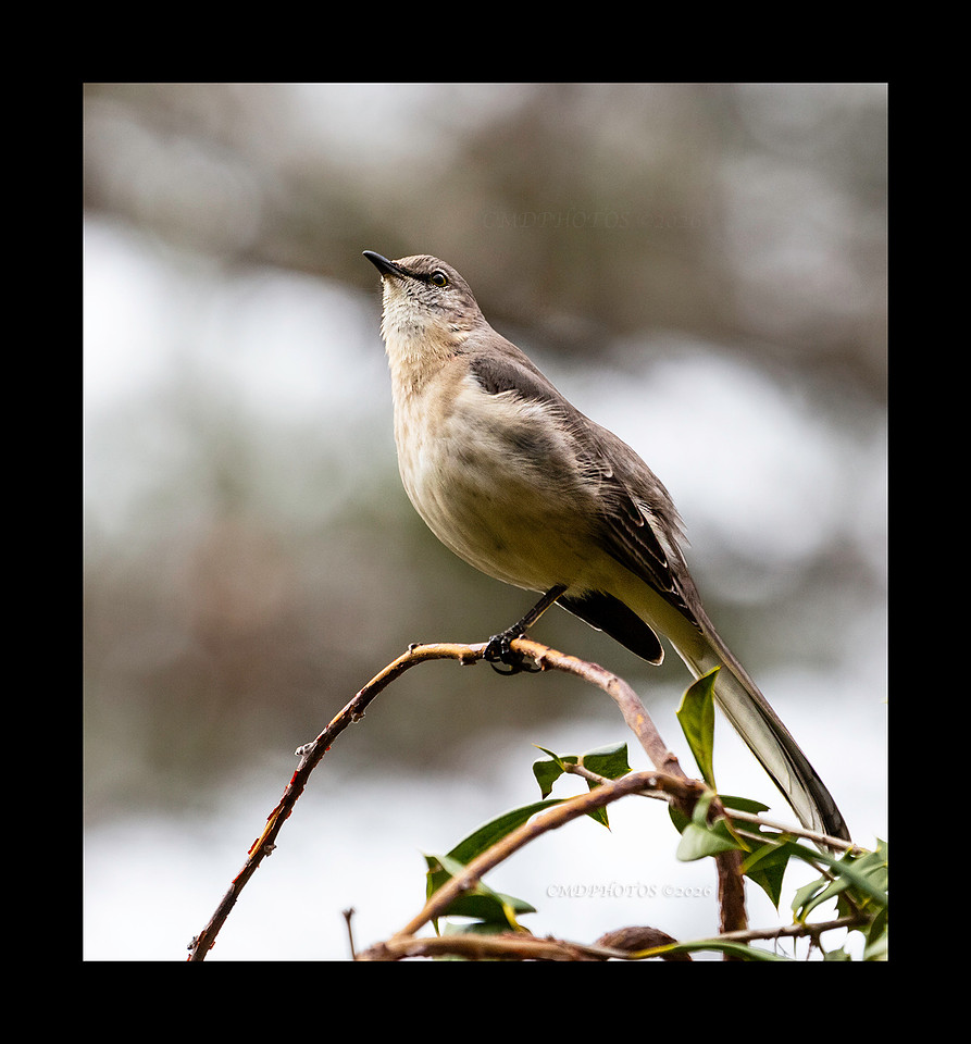One Legged Northern Mockingbird