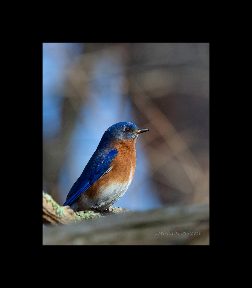 Blue Bird Blue Light