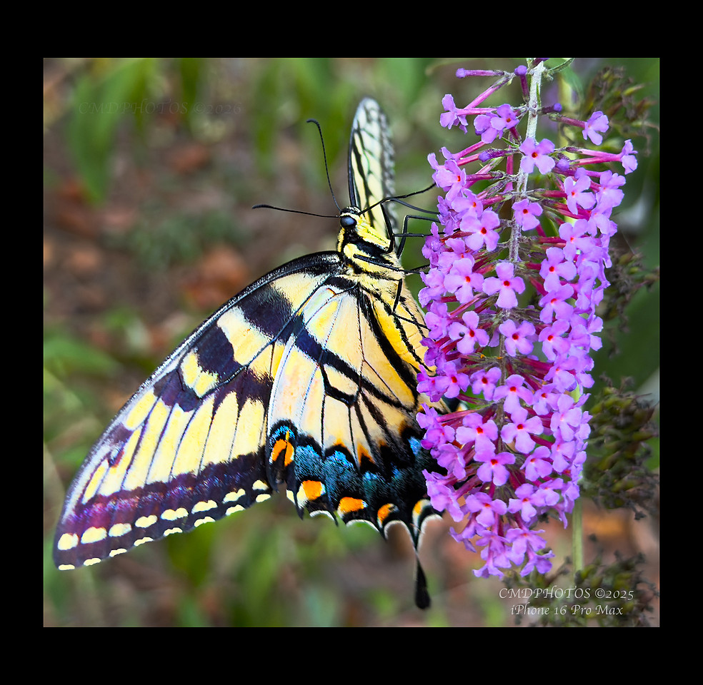 Backyard Butterfly