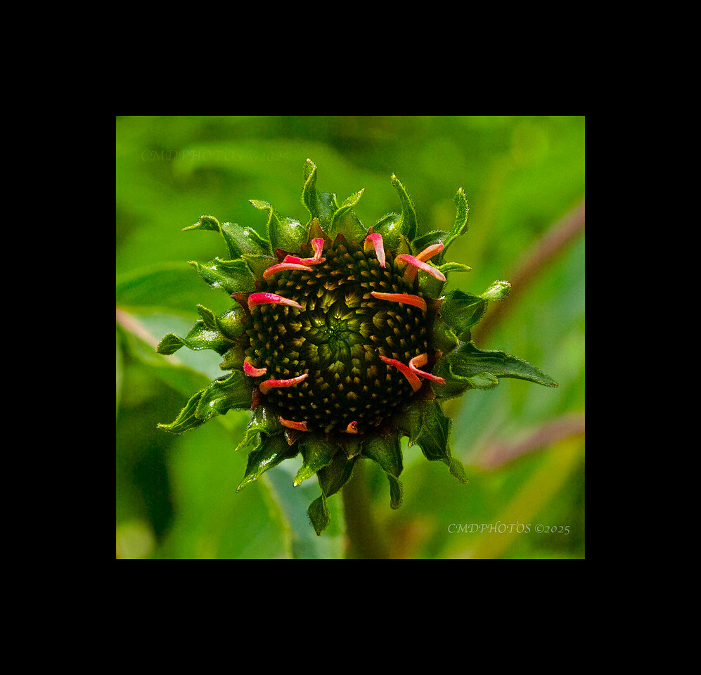 Alien Flower