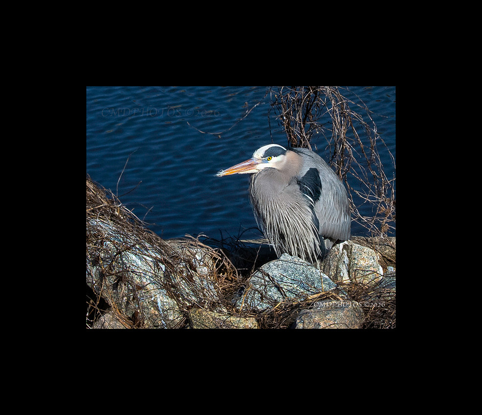 Winter Heron