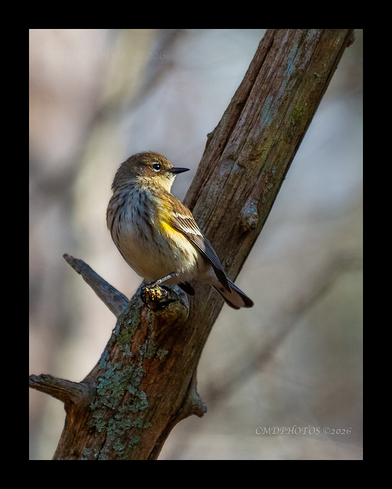Pine Siskin in to the Sun