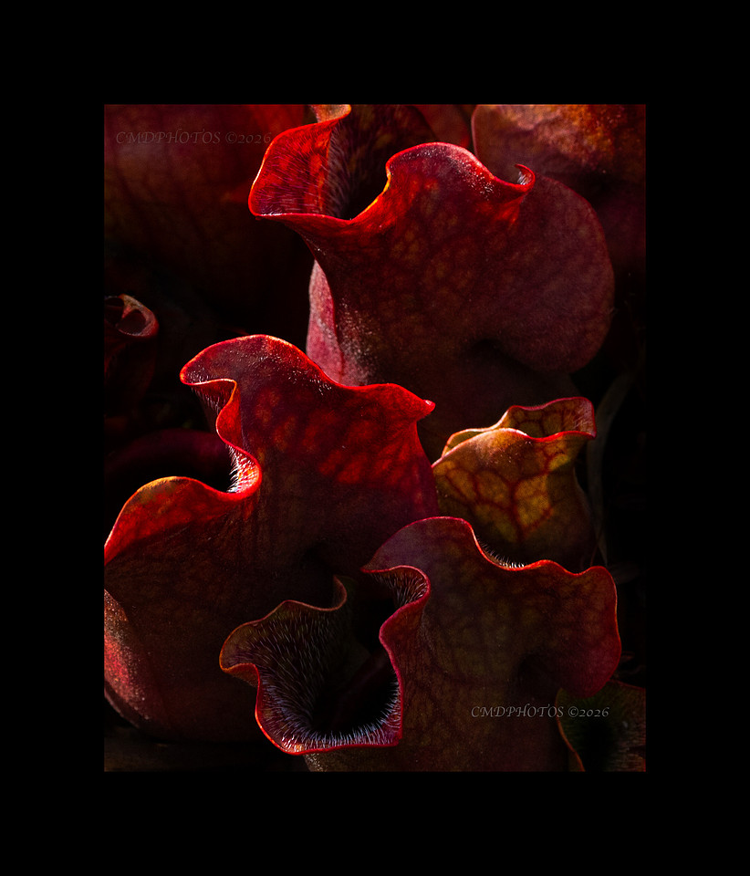 Red Design