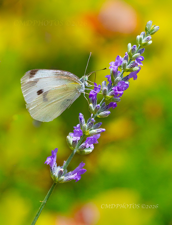 Cabbage White