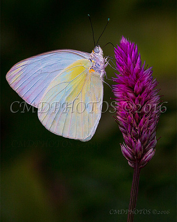 White Butterfly