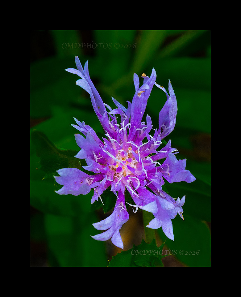 Pretty In Purple