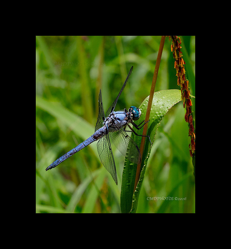 Blue Dasher